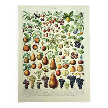 Gravure botanique 1928 A. Millot - Fruit de nos régions, récolte fruitière