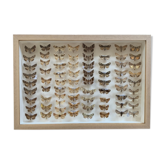 Butterflies stuffed in showcase frames