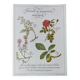 Botanical engraving -Astringent gargle formula- Illustration of medicinal plants and herbs