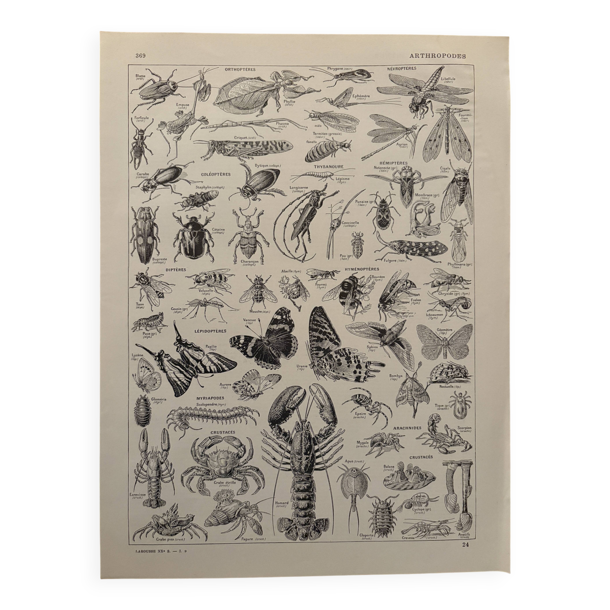 Vintage Arthropod Engraving – 1930