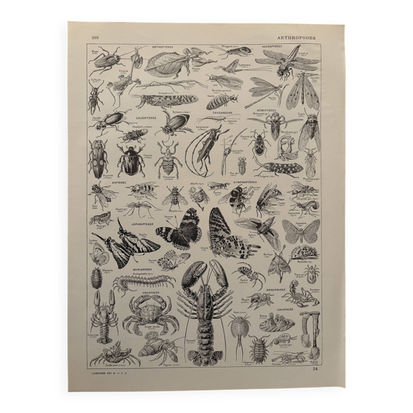 Gravure vintage sur les arthropodes – 1930 — Beyit