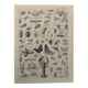 Vintage Arthropod Engraving – 1930