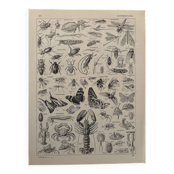 Vintage Arthropod Engraving – 1930