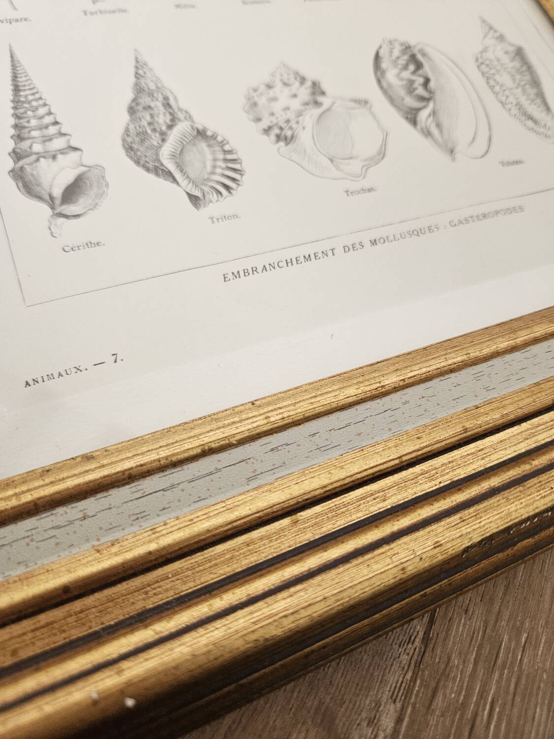 Mollusc entomology board