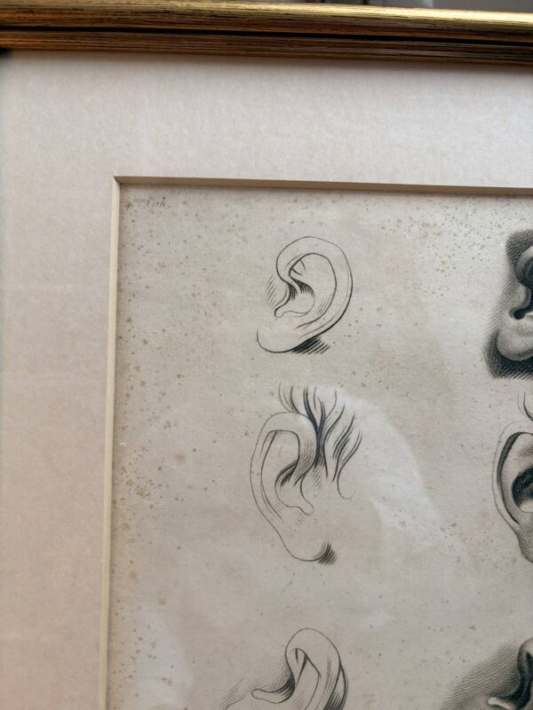 Ancien Estampe Gravure XIXème Etude Croquis Oreille Nature Barbier L'Ainé