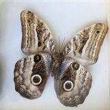 Set of 2 naturalized butterflies