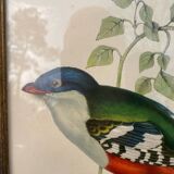 Ornithological engraving golden frame bird