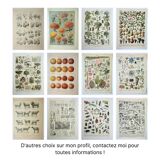 Gravure ancienne 1922, Forme des feuilles, botanique, nervres • Lithographie, illustration originale