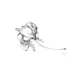 Fuchsia, original drawing