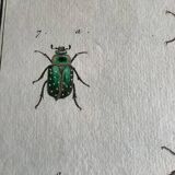 Colorized entomology board: Cetonia