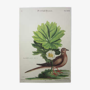 Gravure oiseau, tourterelle, repro Catesby/Seligmann