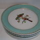 Flat plates water green birds