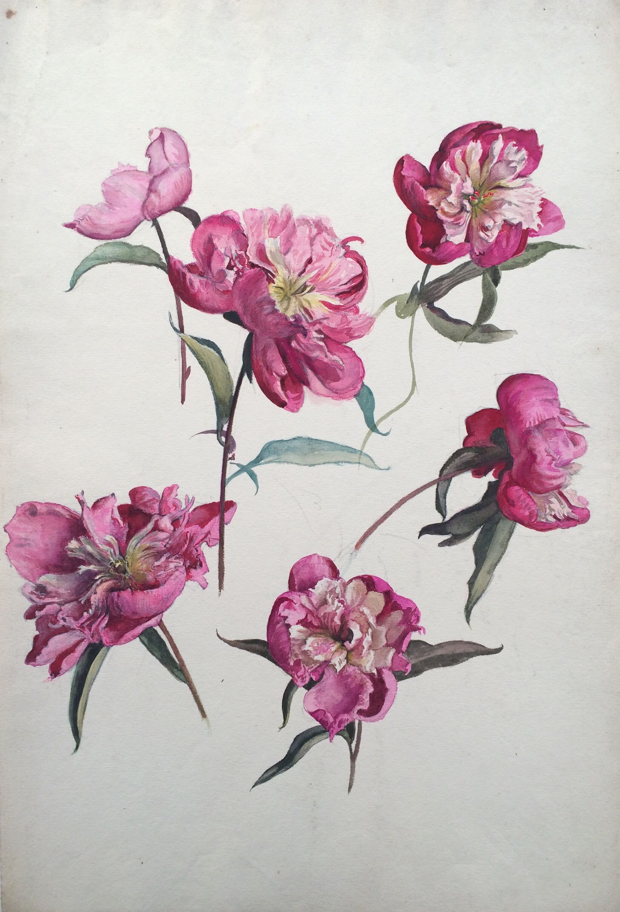 Peony study, black pencil and watercolor on paper
