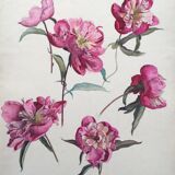 Peony study, black pencil and watercolor on paper