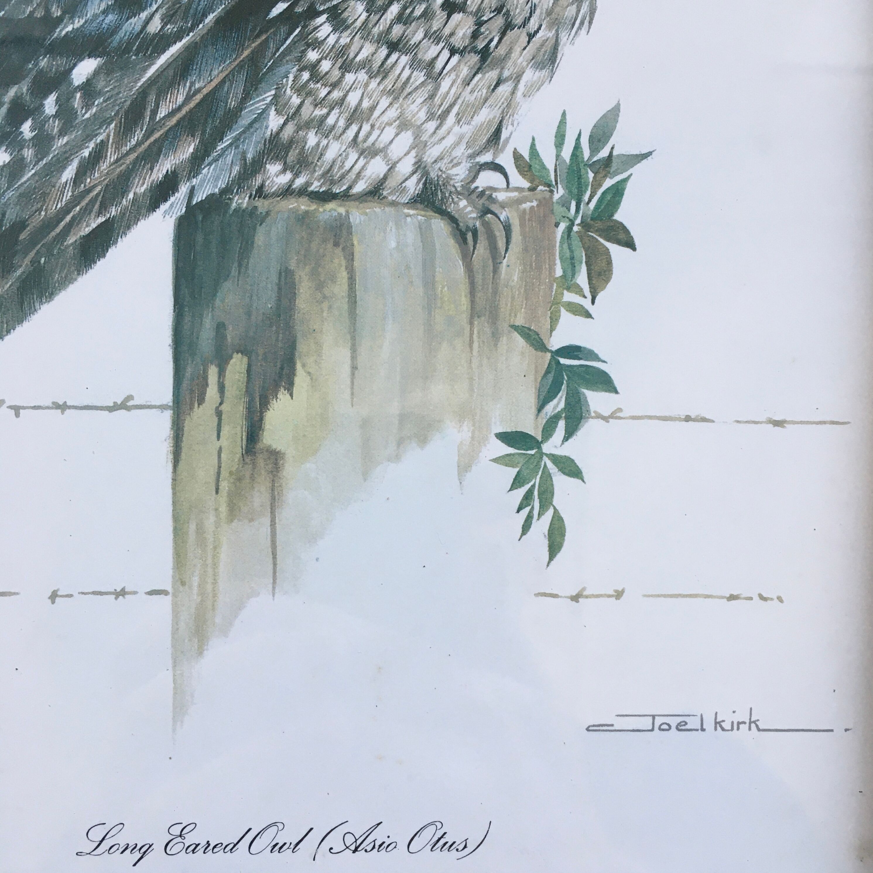 Owl ornithological board