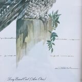 Owl ornithological board