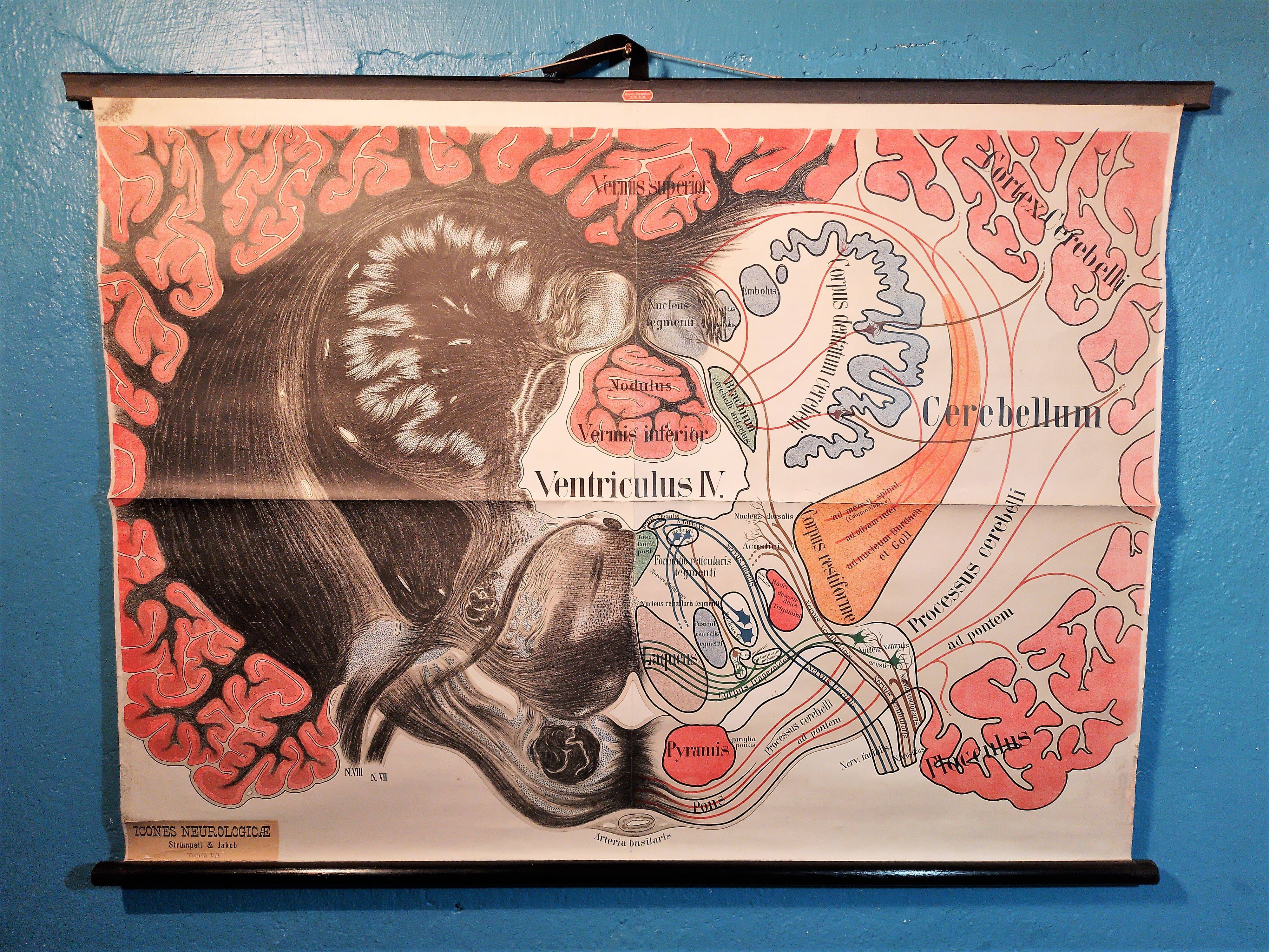 Educational poster "Neurons" 1960s