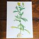 3 botanical plates