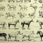 Engraving from 1928 - Horse by A. Millot - old equestrian plate