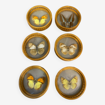Set of 6 butterfly coasters