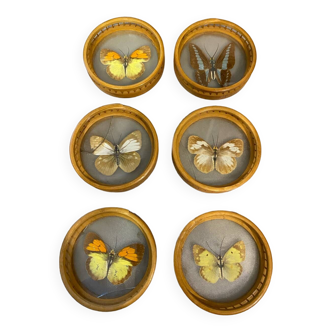 Set of 6 butterfly coasters