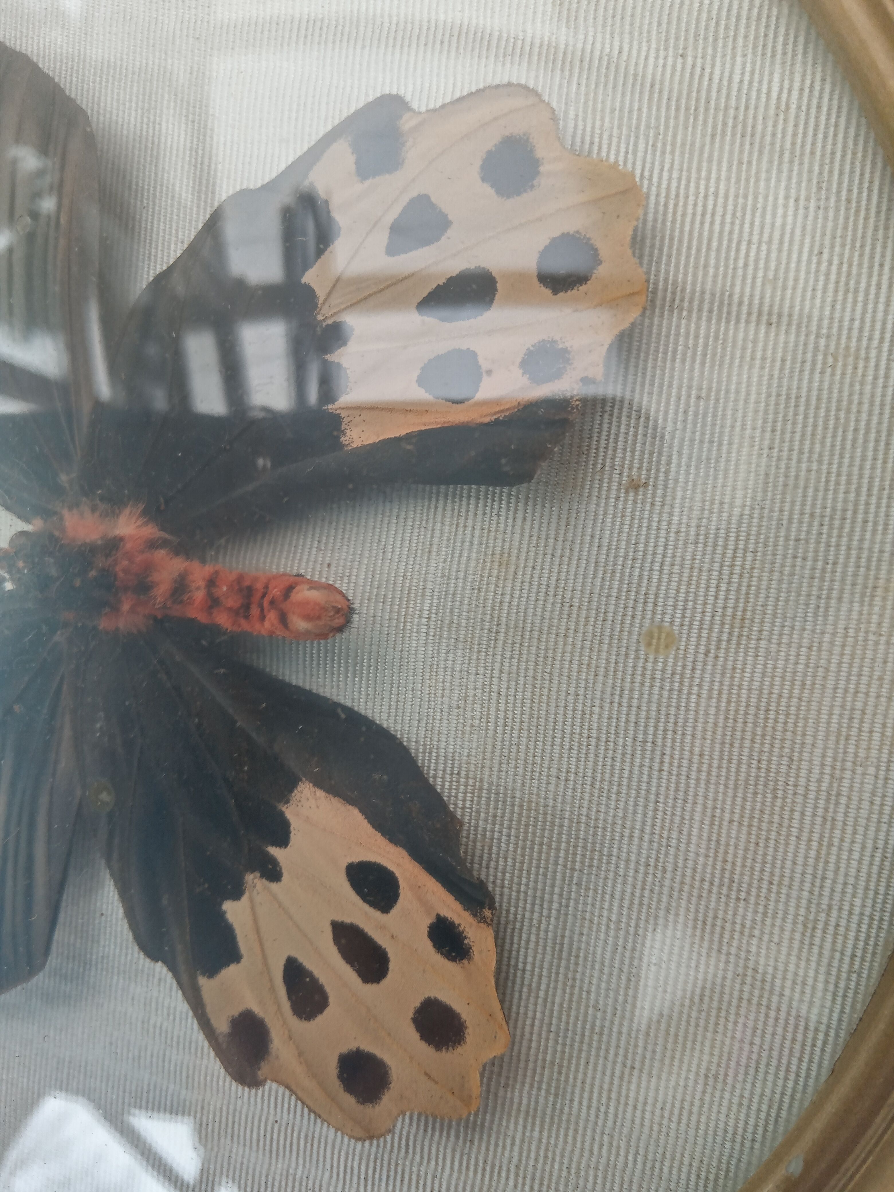 True butterfly frame