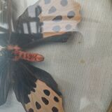 True butterfly frame