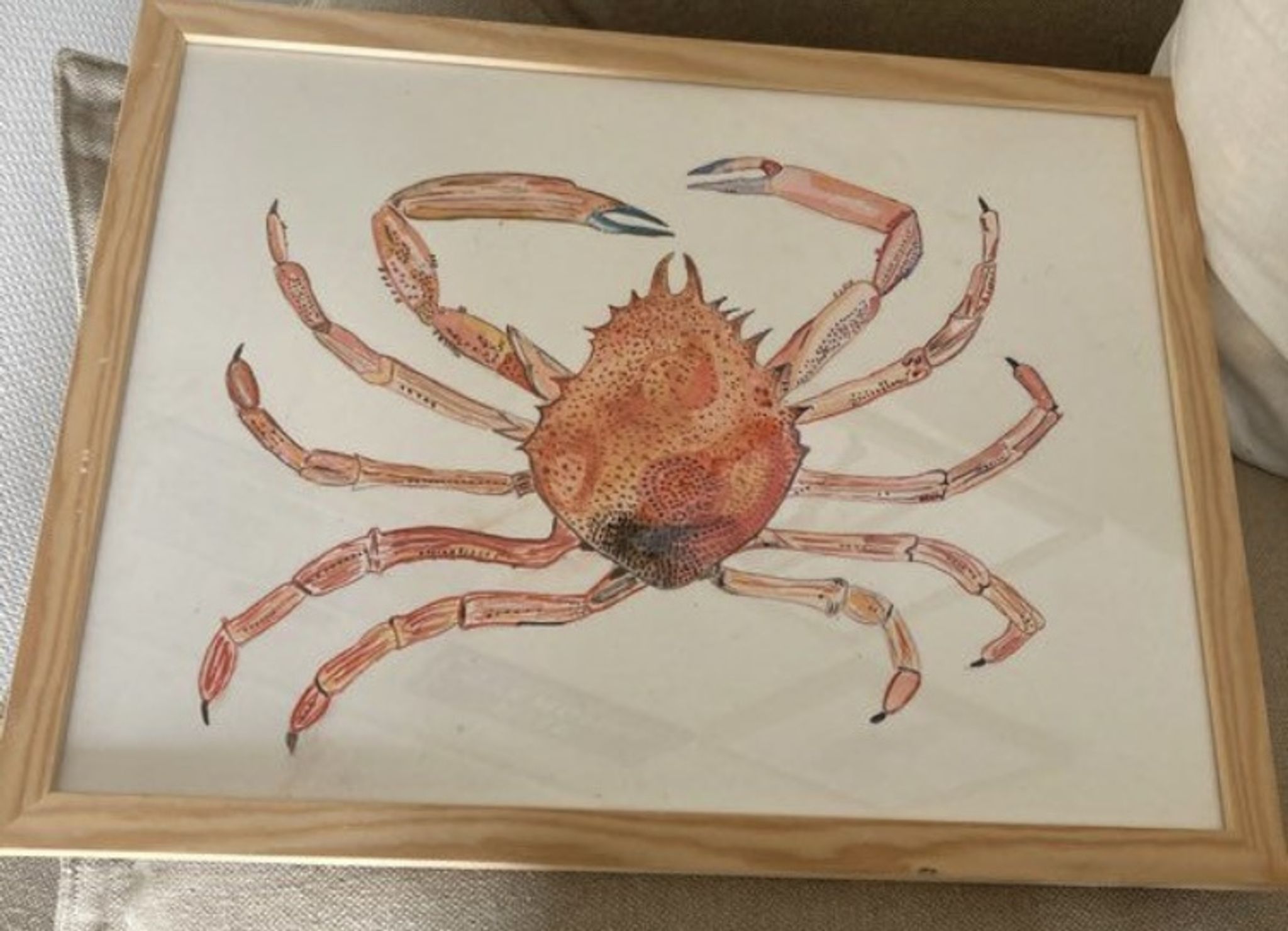 Araignée de mer