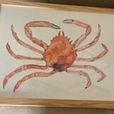 Sea spider