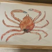 Araignée de mer