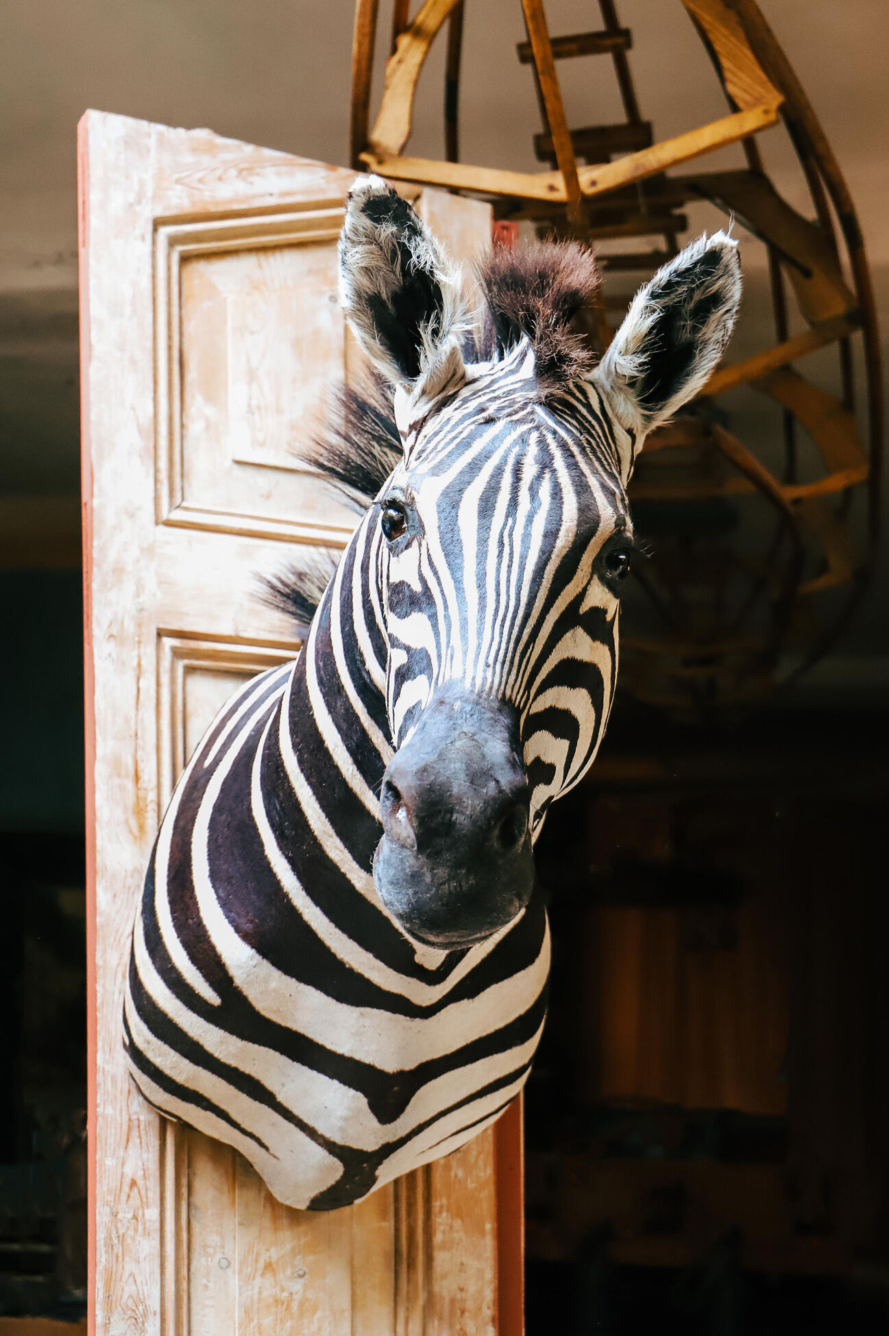 Zebra taxidermy