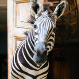 Zebra taxidermy