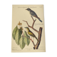 Old bird engraving - Fly Catcher - Zoological plate by Seligmann & Catesby