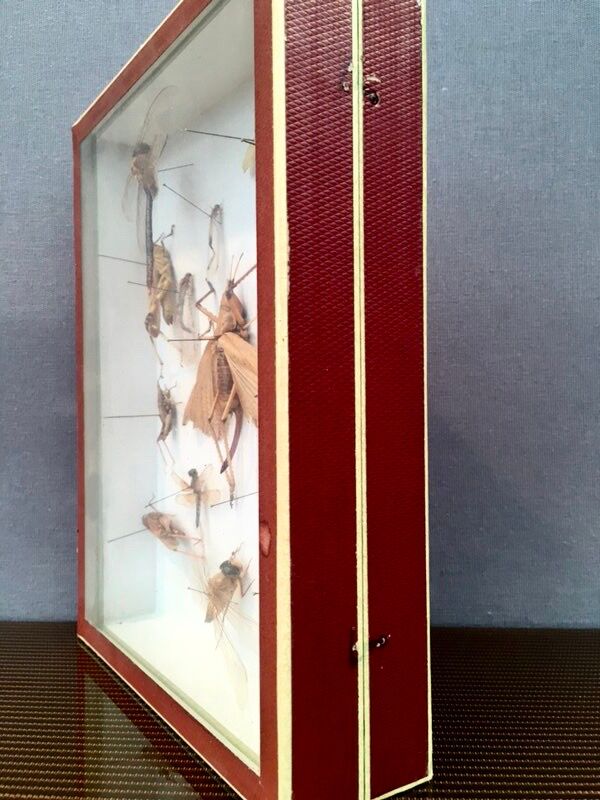 Entomologist's showcase, insect collection, 20th century