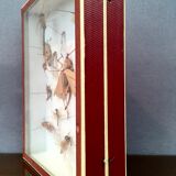 Entomologist's showcase, insect collection, 20th century