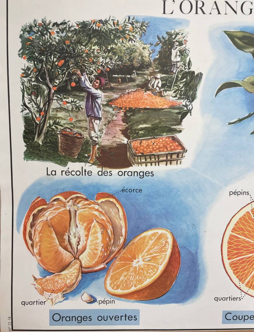 School poster the orange and the fur