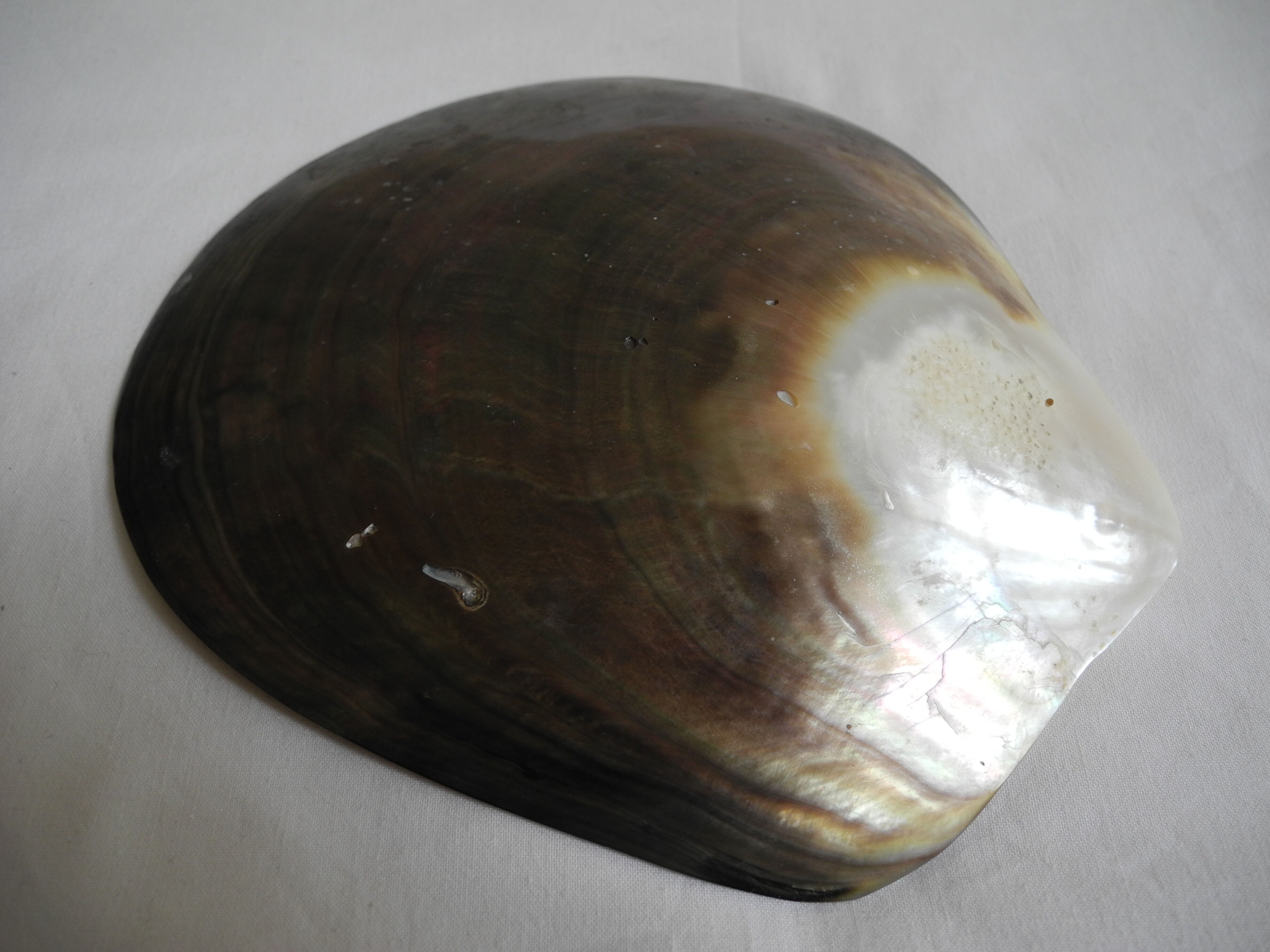 Empty pockets shell mother-of-pearl vintage glove box