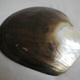 Empty pockets shell mother-of-pearl vintage glove box