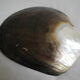 Empty pockets shell mother-of-pearl vintage glove box