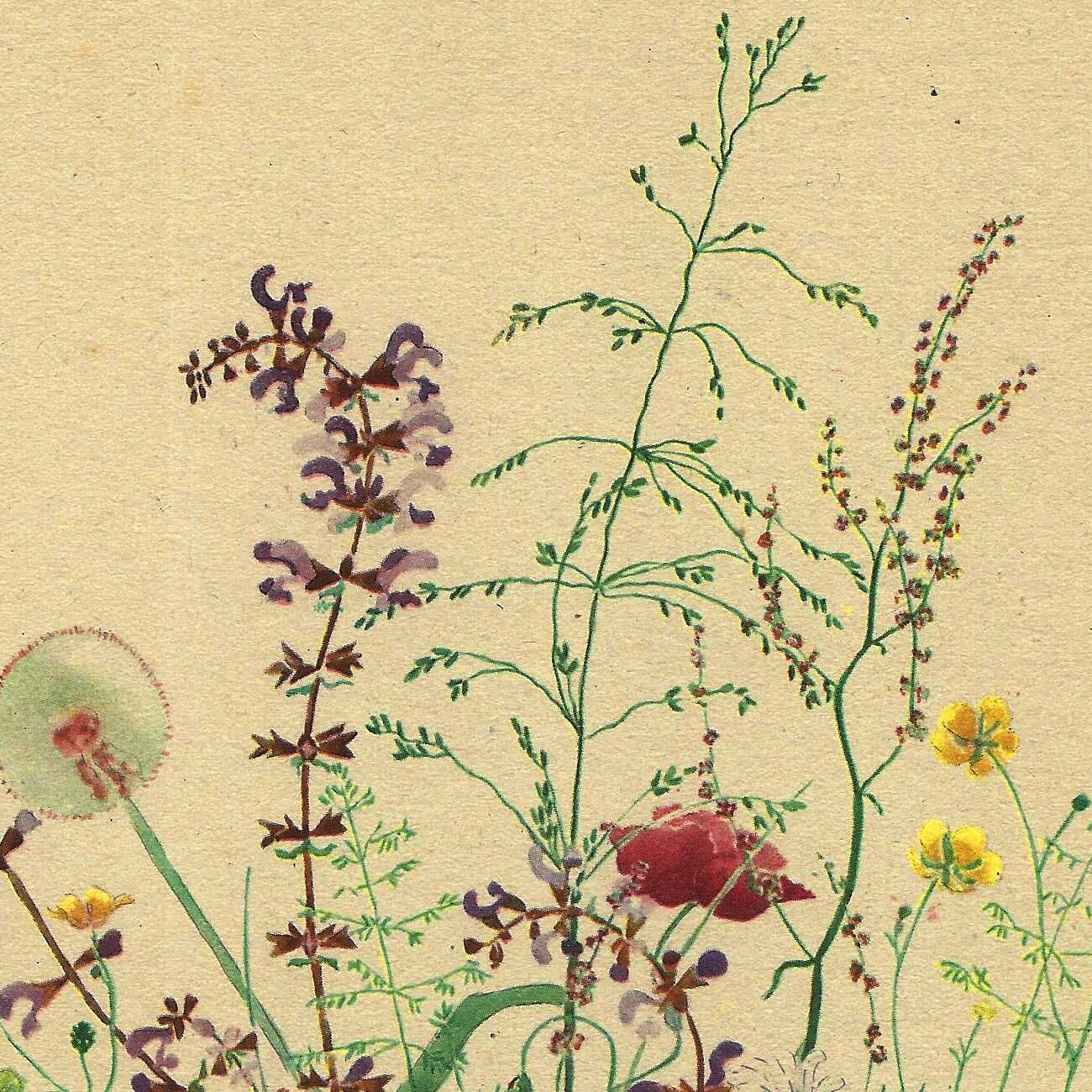 Antique illustration from 1948 - bouquet of meadow flowers by H. Strache
