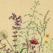 Illustration ancienne de 1948 - bouquet de fleurs des prés par H.Strache