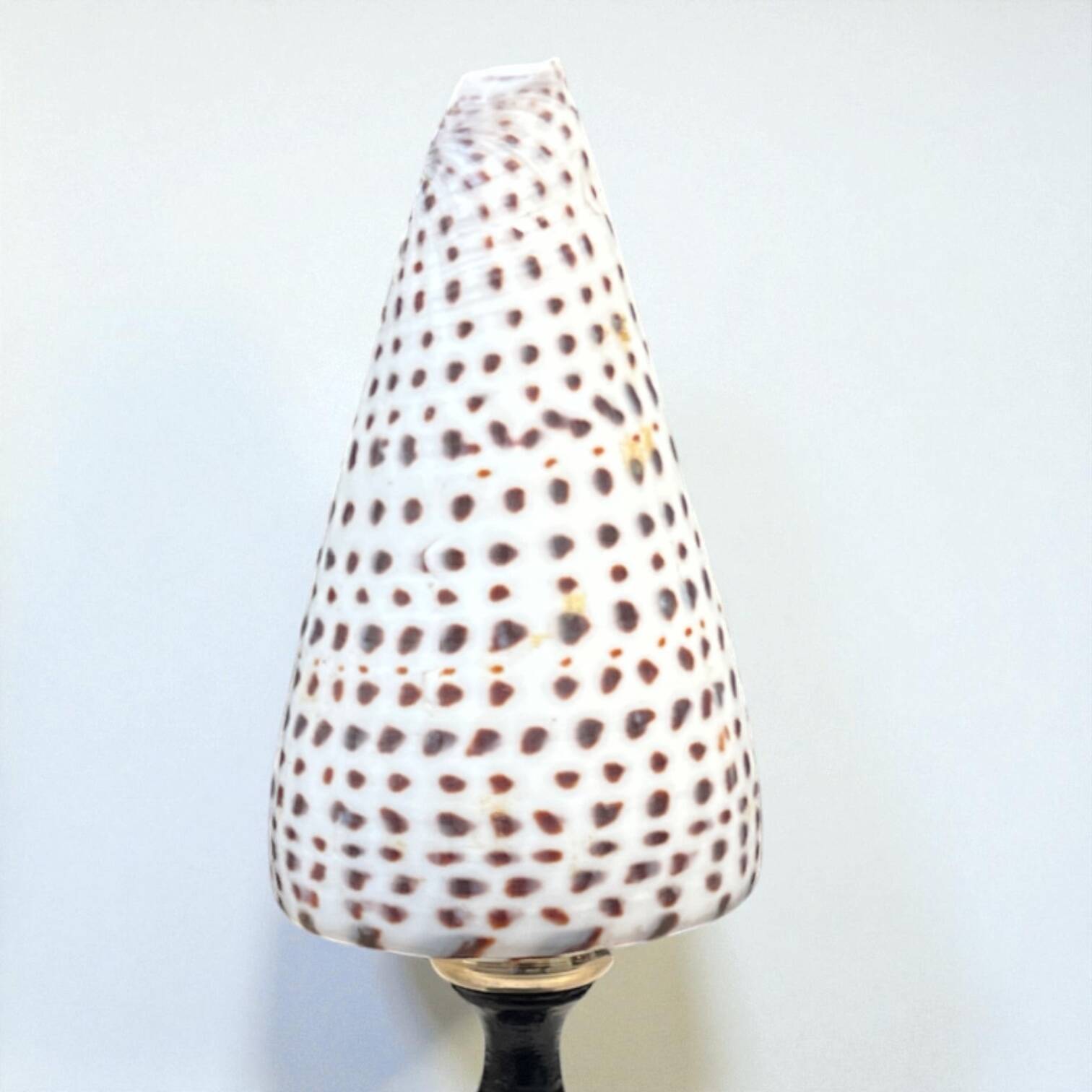 Cabinet of Curiosities: Conus shell on a blackened wooden base, 19th century