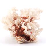 White coral, 70s