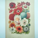 Botanical engraving from 1897 - Anemone - Old original chromo-lithographic plate of flower