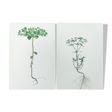 Set of 2 vintage botanical plates from 1978 - including Euphorbe alarm clock - nature diptych