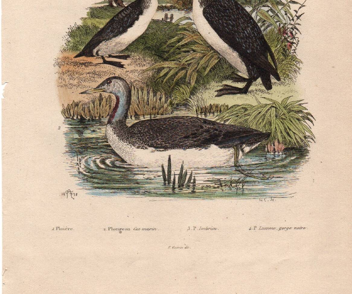 Old engraving from 1839 - Aquatic birds - zoological plate nature