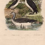Old engraving from 1839 - Aquatic birds - zoological plate nature