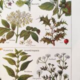 Poster on sudorific plants, based on a 1928 lithograph