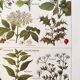 Poster on sudorific plants, based on a 1928 lithograph