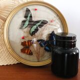 Domed frame with stuffed butterflies